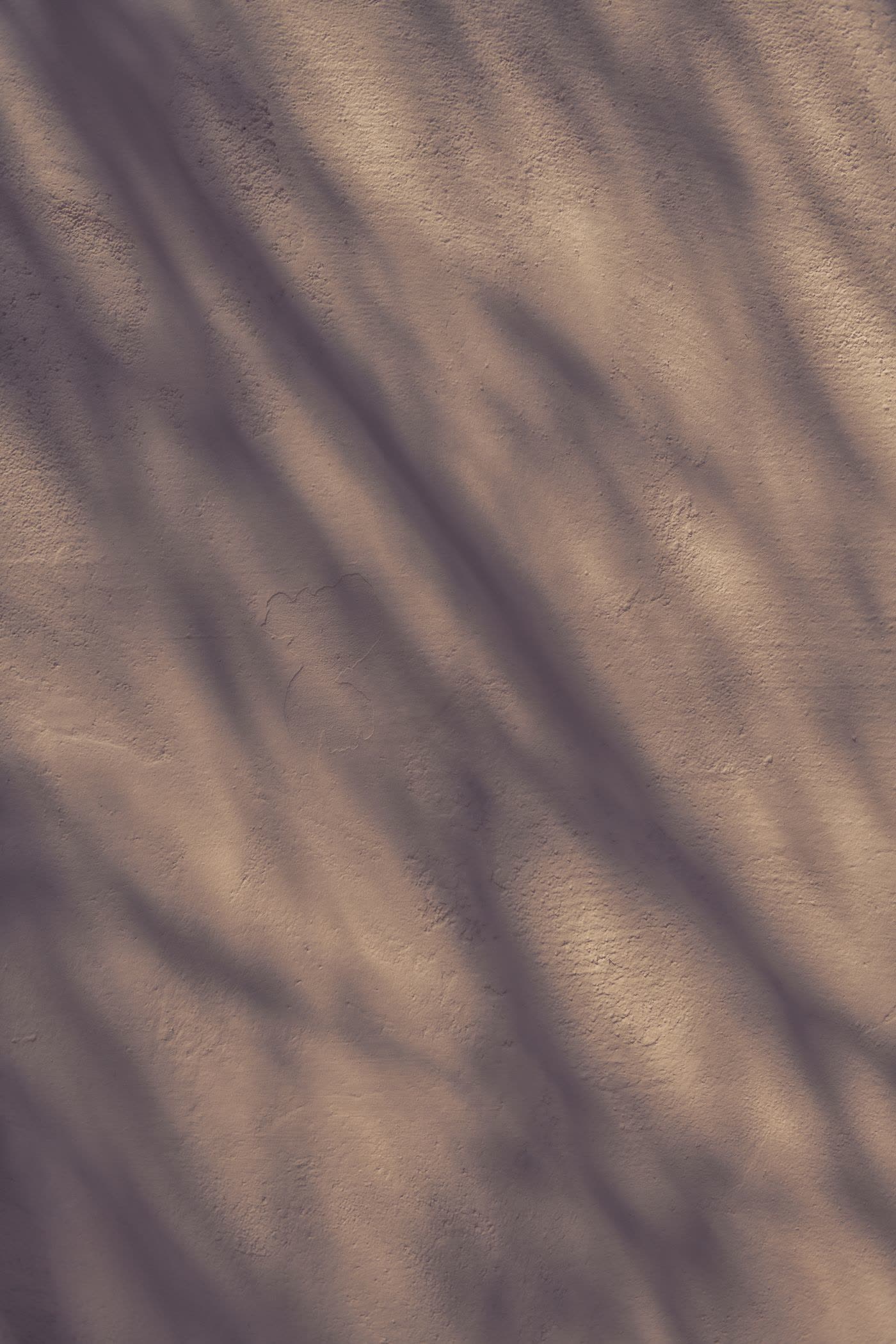 Late light and branch shadows across a plaster wall.